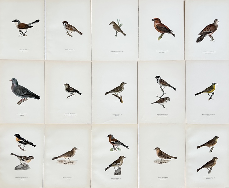 Von Wright brothers - Set of 15 Bird Prints - Anthus Trivialis - Fringilla Coelebs - Motacilla Flava