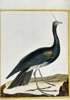 François Nicolas Martinet (c. 1731–1800) – The Horned Screamer – Hand-coloured engraving (c. 1770)