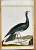 François Nicolas Martinet (c. 1731–1800) – The Horned Screamer – Hand-coloured engraving (c. 1770)