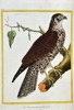 François Nicolas Martinet (c. 1731–1800) – The Black and Passenger Falcon – Hand-coloured engraving (c. 1770)