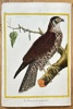 François Nicolas Martinet (c. 1731–1800) – The Black and Passenger Falcon – Hand-coloured engraving (c. 1770)