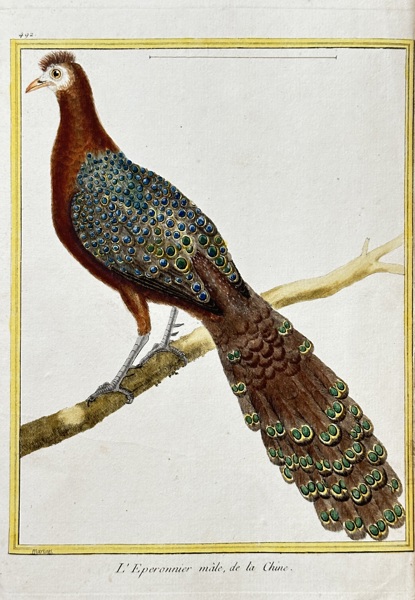 François Nicolas Martinet (c. 1731–1800) – The Male Eared Pheasant, from China – Hand-coloured engraving (c. 1770)