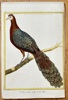 François Nicolas Martinet (c. 1731–1800) – The Male Eared Pheasant, from China – Hand-coloured engraving (c. 1770)
