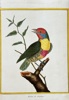 François Nicolas Martinet (c. 1731–1800) – Barbet from Maynar – Hand-coloured engraving (c. 1776)