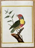 François Nicolas Martinet (c. 1731–1800) – Barbet from Maynar – Hand-coloured engraving (c. 1776)