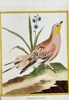 François Nicolas Martinet (c. 1731–1800) – Grouse from Senegal – Hand-coloured engraving (c. 1770)