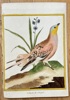 François Nicolas Martinet (c. 1731–1800) – Grouse from Senegal – Hand-coloured engraving (c. 1770)
