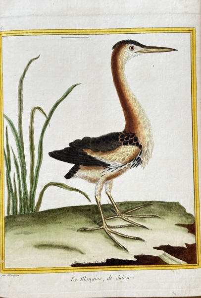 François Nicolas Martinet (c. 1731–1800) – Little Bittern from Switzerland – Hand-coloured engraving (c. 1783)