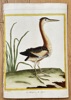 François Nicolas Martinet (c. 1731–1800) – Little Bittern from Switzerland – Hand-coloured engraving (c. 1783)