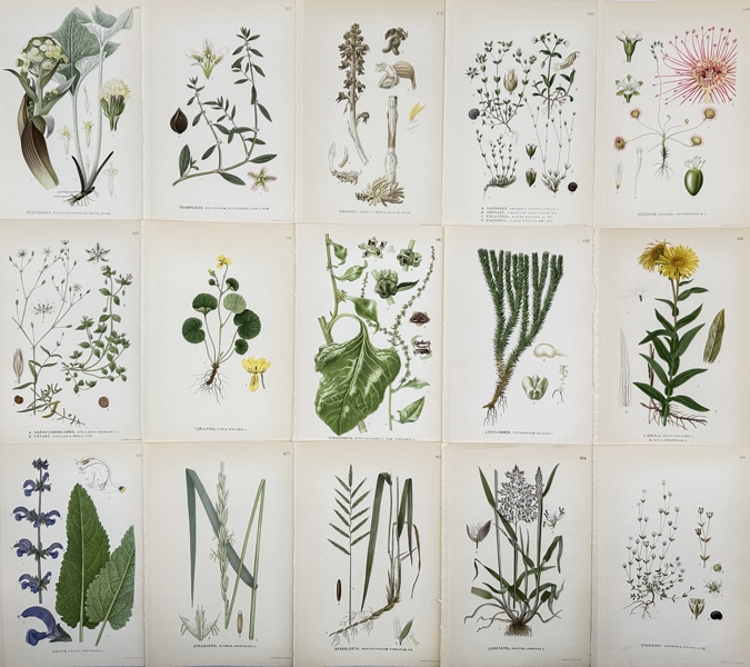 Carl Axel Magnus Lindman - Set of 15 Botanical Prints - Fjällviol - Salvia - Strandråg