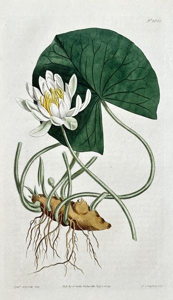 Samuel Curtis (1746–1799) – Yellow Water Lily – Hand-coloured engraving (1814)