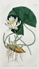 Samuel Curtis (1746–1799) – Yellow Water Lily – Hand-coloured engraving (1814)