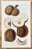 Samuel Curtis (1746–1799) – Custard Apple – Hand-coloured engraving (1827)
