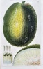 Samuel Curtis (1746–1799) – Breadfruit – Hand-coloured engraving (1828)
