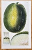 Samuel Curtis (1746–1799) – Breadfruit – Hand-coloured engraving (1828)