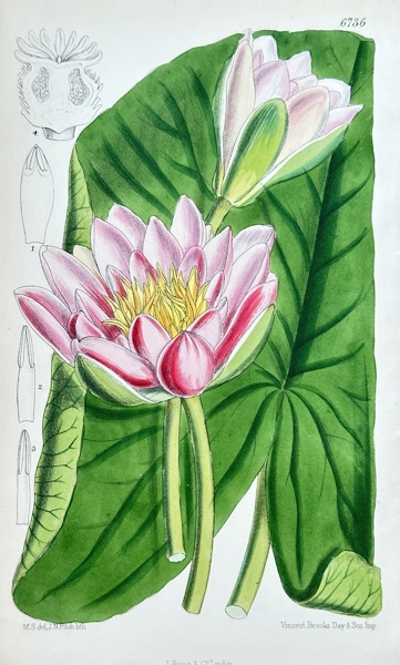 Samuel Curtis (1746–1799) – Hairy Water Lily – Hand-coloured lithograph (1883)