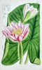 Samuel Curtis (1746–1799) – Hairy Water Lily – Hand-coloured lithograph (1883)