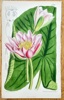 Samuel Curtis (1746–1799) – Hairy Water Lily – Hand-coloured lithograph (1883)