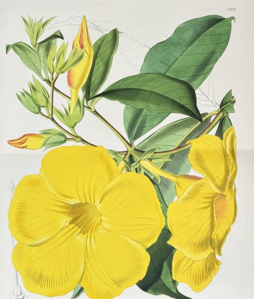 Samuel Curtis (1746–1799) – Allamanda – Hand-coloured lithograph (1869)