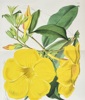 Samuel Curtis (1746–1799) – Allamanda – Hand-coloured lithograph (1869)
