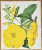 Samuel Curtis (1746–1799) – Allamanda – Hand-coloured lithograph (1869)