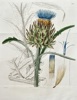 Samuel Curtis (1746–1799) – Artichoke – Hand-coloured engraving (1828)