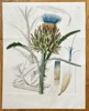 Samuel Curtis (1746–1799) – Artichoke – Hand-coloured engraving (1828)