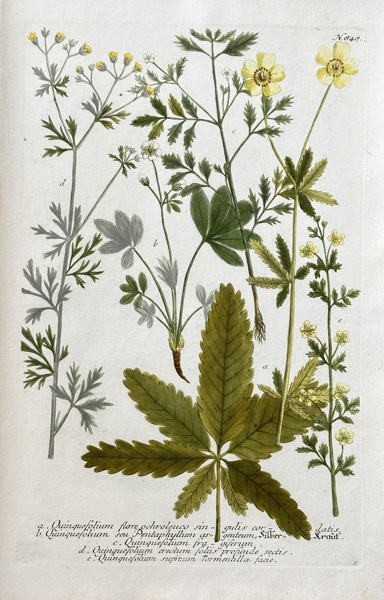 Johann Wilhelm Weinmann (1683–1741) – Cinquefoil – Hand-coloured engraving (c. 1737-1745)
