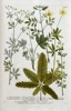 Johann Wilhelm Weinmann (1683–1741) – Cinquefoil – Hand-coloured engraving (c. 1737-1745)