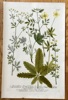 Johann Wilhelm Weinmann (1683–1741) – Cinquefoil – Hand-coloured engraving (c. 1737-1745)