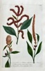 Johann Wilhelm Weinmann (1683–1741) – Amaranths – Hand-coloured engraving (c. 1737-1745)