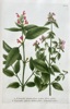 Johann Wilhelm Weinmann (1683–1741) – Hemp-nettle – Hand-coloured engraving (c. 1737-1745)