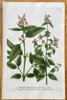Johann Wilhelm Weinmann (1683–1741) – Hemp-nettle – Hand-coloured engraving (c. 1737-1745)