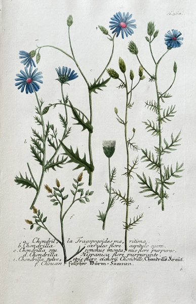 Johann Wilhelm Weinmann (1683–1741) – Skeletonweed Species – Hand-coloured engraving (c. 1737-1745)