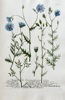 Johann Wilhelm Weinmann (1683–1741) – Skeletonweed Species – Hand-coloured engraving (c. 1737-1745)