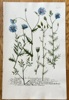 Johann Wilhelm Weinmann (1683–1741) – Skeletonweed Species – Hand-coloured engraving (c. 1737-1745)