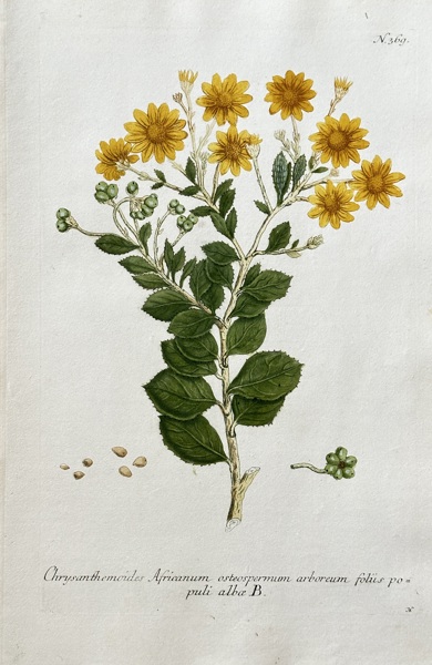 Johann Wilhelm Weinmann (1683–1741) – African Bush Daisy – Hand-coloured engraving (c. 1737-1745)
