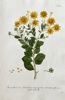 Johann Wilhelm Weinmann (1683–1741) – African Bush Daisy – Hand-coloured engraving (c. 1737-1745)