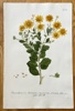 Johann Wilhelm Weinmann (1683–1741) – African Bush Daisy – Hand-coloured engraving (c. 1737-1745)