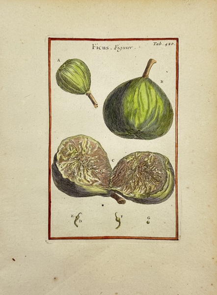 Joseph Pitton de Tournefort (1656–1708) after Claude Aubriet - Hand-coloured Engraving - Ficus carica - Common Fig