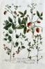 Johann Wilhelm Weinmann (1683–1741) – Strawberries and Berries – Hand-coloured engraving (c. 1737-1745)