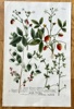 Johann Wilhelm Weinmann (1683–1741) – Strawberries and Berries – Hand-coloured engraving (c. 1737-1745)