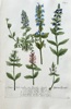 Johann Wilhelm Weinmann (1683–1741) – Bugleweed Species – Hand-coloured engraving (c. 1737-1745)