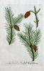 Johann Wilhelm Weinmann (1683–1741) – Fir and Pine Species – Hand-coloured engraving (c. 1737-1745)
