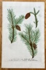 Johann Wilhelm Weinmann (1683–1741) – Fir and Pine Species – Hand-coloured engraving (c. 1737-1745)