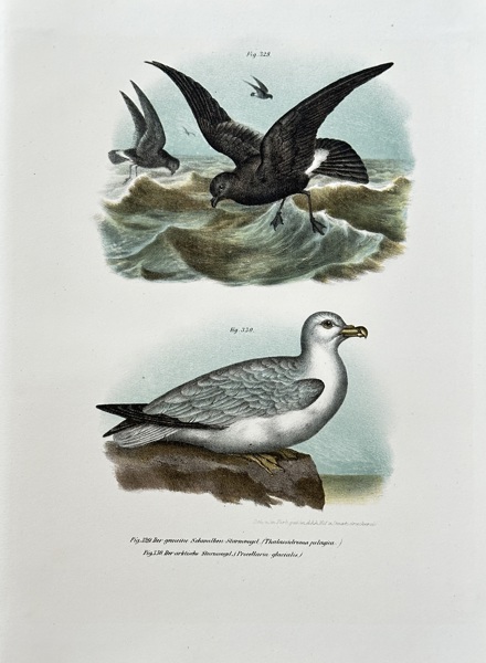 Leopold Joseph Fitzinger (1802–1884) – Petrel and Fulmar – Hand-coloured lithograph (c. 1860-1865)