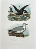 Leopold Joseph Fitzinger (1802–1884) – Petrel and Fulmar – Hand-coloured lithograph (c. 1860-1865)
