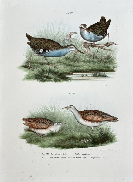 Leopold Joseph Fitzinger (1802–1884) – Water Rail and Corn Crake – Hand-coloured lithograph (c. 1860-1865)