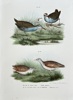Leopold Joseph Fitzinger (1802–1884) – Water Rail and Corn Crake – Hand-coloured lithograph (c. 1860-1865)
