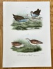 Leopold Joseph Fitzinger (1802–1884) – Water Rail and Corn Crake – Hand-coloured lithograph (c. 1860-1865)